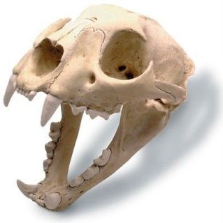 Mountain Lion Puma Panther Cougar Skull Model w/stand