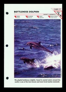 THE BOTTLE NOSE DOLPHIN MAMMAL FOLD OUT INFO SHEET WILDLIFE FACT FILE 