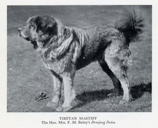 TIBETAN MASTIFF Lovely Original Vintage Dog Print 1950