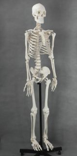 Life size Medical Anatomical Human Skeleton Model, 170cm, High Quality