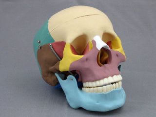 Life Size Colored Bone Human Skull Anatomical Model, NEW