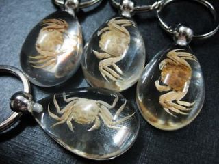 WOWHOLESALE 16PCS REAL INSECT GOLDEN CRAB DROP LUCID STYLE LOTS LOVE 