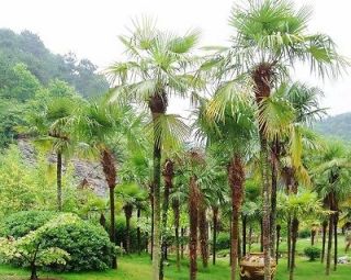 Chusan Palm Tree   TRACHYCARPUS FORTUNEI   6 Seeds 