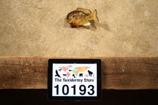 10193 N. American 7.5 Bluegill Taxidermy Mount  Sunfish Crappie