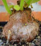 Exotic Sinningia Cooperi caudex succulent seeds~Caudiciformis Plants 
