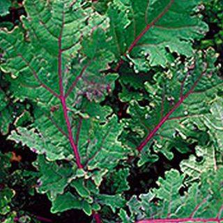 Red Russian Heirloom Kale 500 seeds. ***SAME DAY SHIPPING***