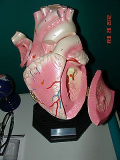 Danny Smith Anatomical Heart Model