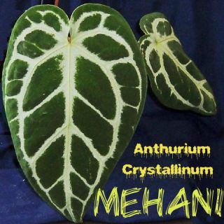   Anthurium Crystallinum Velvet Veined Leaf Collectors LIVE RARE PLANT