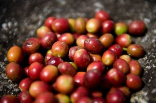 Organic Direct Trade Coffee Beans (132 lb bags)
