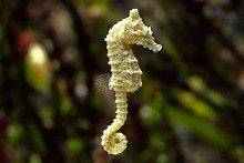 Dwarf Sea Horse 3 Pair  6 seahorses for sale