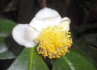 Camellia sinensis   tea plant   5 seeds