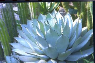 AGAVE PARRYI ssp PARRYI COLD HARDY SUCCULENT 8 SEEDS
