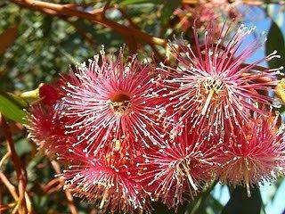 Coral Gum Tree Seeds (Eucalyptus Torquata) Hardy, Showy