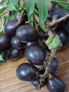 Borneo Fruit Species Brazilian Longan Sp. Big Pulp Pometia Pinnata 5 