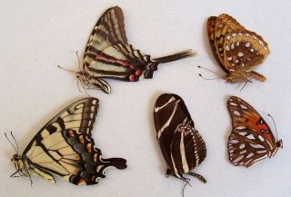 USA Butterfly Specimens Swallowtail Zebra Fritillary Insect 