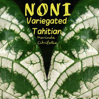 Tahitian NONI~ Variegated Morinda Citrifolia Fruit Tree LIVE POTTED 