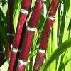 Rare Sweet Red Chewing Sugar Cane Fresh Potted Plant