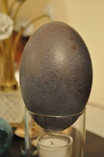 Older Hollowed Out Emu Egg in Great Condition