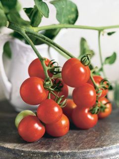 80 TOMATO SEEDS; Red Cherry; IDEAL FOR HANGING PLANTER OR INDOOR 