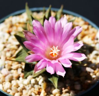 Ariocarpus trigonus exotic cactus flower color aztekium rare cacti 