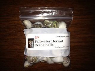 100 Saltwater Hermit Crab Shells (New, Better Shells)
