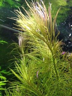   Stellatus   Live Aquarium Plant for your ADA Fish Tank likes Flourish
