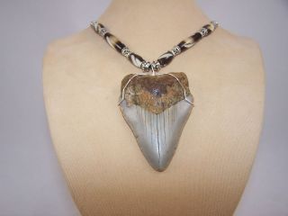 67 Inch Megalodon Fossil Shark Tooth Teeth   Necklace