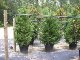 Leyland Cypress Trees 3 1/2  4 Feet Tall Evergreen
