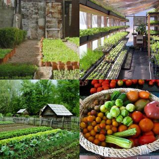 vegetable seeds in Vegetables & Fruits
