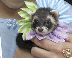 Marshall Ferret Small Dog Fashion Flower Party Collar