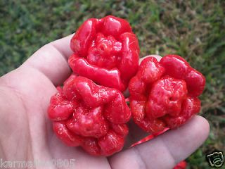 20+ Trinidad Scorpion MORUGA Pepper seeds **Worlds Hottest Pepper**