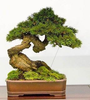 Japanese Black Pine Bonsai Kit  Your Own Bonsai Seeds/P​ots/Soil 