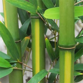 Live YELLOW GROVE BAMBOO Potted Plant   P. Aureosulcata   Cold Hardy