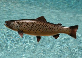 Taxidermy Quality 20 Fiberglass Brown Trout Wall Mount