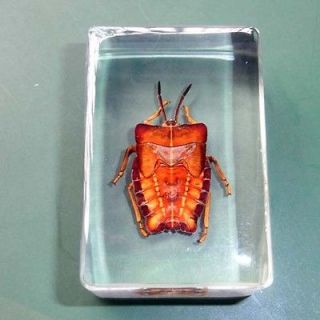 1x Real Insect specimen Insect sample Ghost Bug Amber