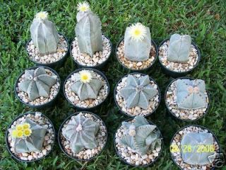   Myriostigma MIX @J@ exotic globular cacti rare cactus seed 20 SEEDS