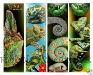   BOOKMARKS Veiled CHAMELEON Reptile Jackson Book Card ART  No Cage