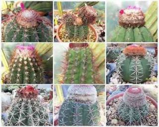   MIXED VARIETY MIX cacti rare cactus globular cephalium seed 100 SEEDS