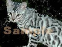 STUNNING BENGAL CAT Custom Photo Italian Charm kitty kitten feline