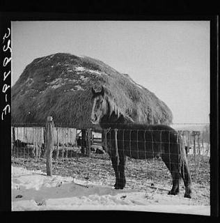 Horse,shelter on farm,Montgomer​y County,Marylan​d