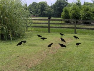 GoodCrow Decoys Crow Hunting Decoys   12 pack (dozen)