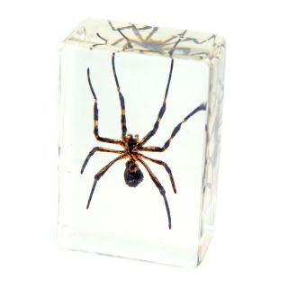 Collectibles  Animals  Insects & Butterflies  Spiders