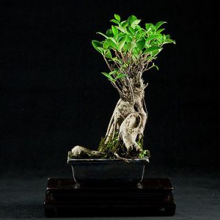 Ginseng Ficus Shohin Bonsai Tree   Banyan #5708