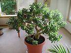 Jade Plant One branch/Limb from the Largest Jade Plant in the world
