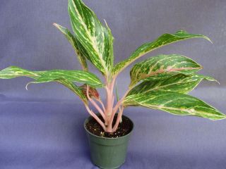 AGLAONEMA SPARKLING SARA, NEW COLORFUL CHINESE EVERGREEN SHIPPED IN 4 