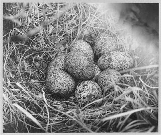 Nest,eggs of ptarmigan,or Arctic grouse