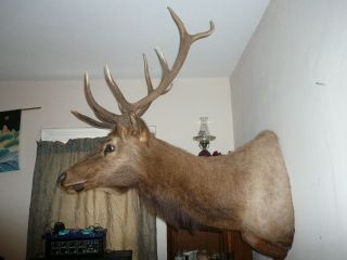 elk mount in Elk & Moose