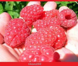 red raspberry plants in Vegetables & Fruits