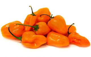   HABANERO CHILE PEPPER SEEDS   15 FRESH PEPPERS SEEDS 