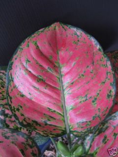 Aglaonema Unyamanee Redleaf Plant Philodendron Cousin